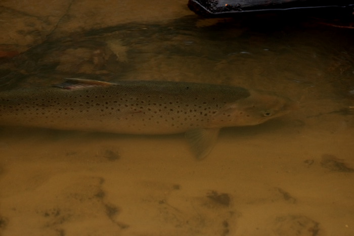 Havrred (Salmo trutta trutta) hun der hviler. Kge  d. 17 November 2009. Fotograf: Lars Andersen