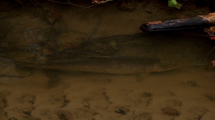 Havrred (Salmo trutta trutta) hun hviler efter at havde passeret et rr under en landevej med sm vandfald den skulle op ad. Kge  d. 17 November 2009. Fotograf: Lars Andersen