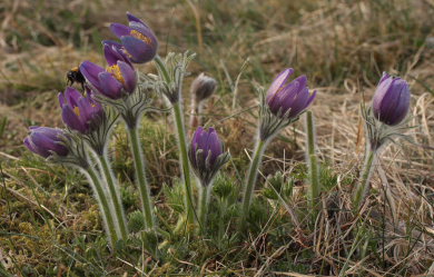 Humlebi p Opret Kobjlde (Pulsatilla vulgaris). Rusland, Nordsjlland d. 13 April 2009. Fotograf: Lars Andersen