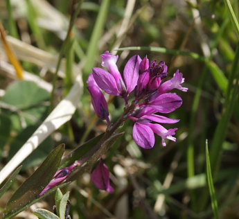 Almindelig Mlkeurt, Polygala vulgaris. Melby overdrev, d. 17 Maj 2009. Fotograf: Lars Andersen