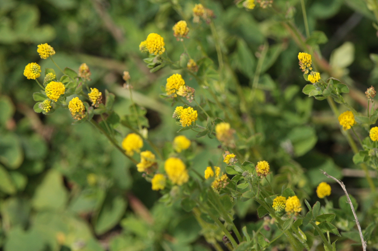 Humle-Sneglebælg, Medicago lupulina værtsplante for Almindelig blåfugl. Skanskagrunden, Raffinaderivej, Amager d. 21 maj 2009. Fotograf: Lars Andersen