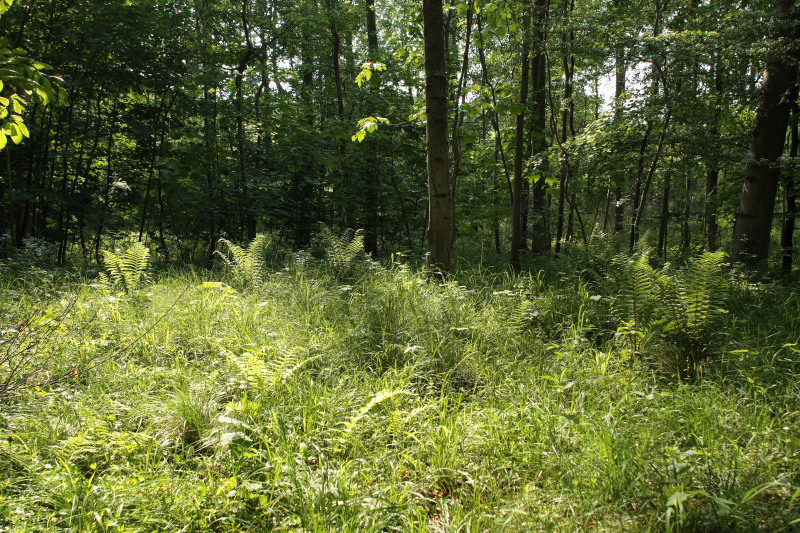 Sholt Storskov  (Maribo), Lolland. 24 Maj 2009. Fotograf: Lars Andersen 