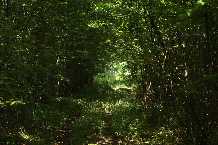 Købelevskov på det nordlige Lolland d. 25 maj 2009, er en stævningskov. Her en hassellundpassage med urterig bevoksning! Fotograf: Lars Andersen
