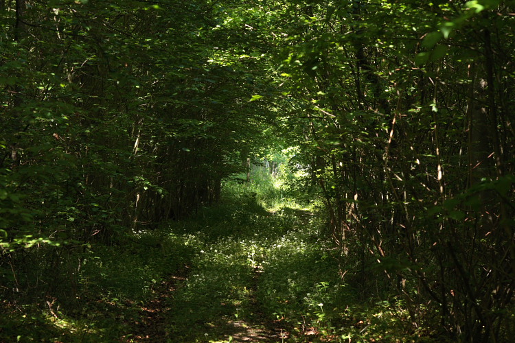 Kbelevskov p det nordlige Lolland d. 25 maj 2009, er en stvningskov. Her en hassellundpassage med urterig bevoksning! Fotograf: Lars Andersen