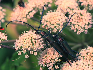 Moskusbuk, Aromia moschata i parringp Angelik. Under blomsterkurven i en svb sad endnu et par! Borremose, Hannenov skov, Falster. d. 17 July 2009. Fotograf: Lars Andersen 