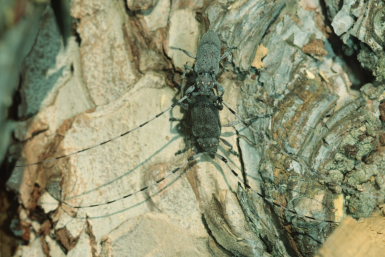 Tmmermand, (Acanthocinus aedilis). Asserbo Plantage, Nordsjlland d. 12 April 2009. Fotograf: Lars Andersen