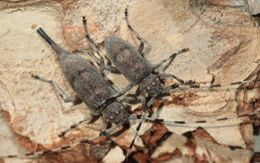 Tmmermand, (Acanthocinus aedilis). Asserbo Plantage, Nordsjlland d. 12 April 2009. Fotograf: Lars Andersen