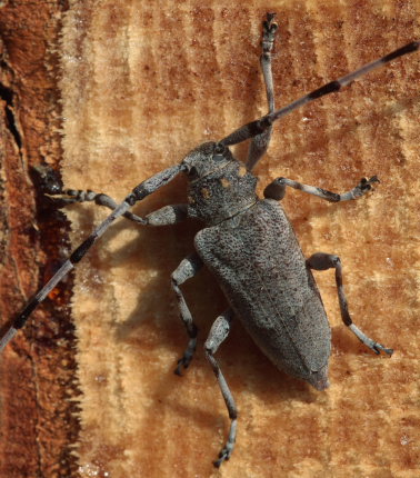 Tmmermand, (Acanthocinus aedilis). Asserbo Plantage, Nordsjlland d. 13 April 2009. Fotograf: Lars Andersen