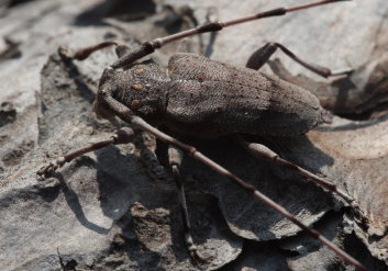 Tmmermand, (Acanthocinus aedilis). Asserbo Plantage, Nordsjlland d. 13 April 2009. Fotograf: Lars Andersen