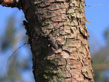 Tmmermand, (Acanthocinus aedilis). Asserbo Plantage, Nordsjlland d. 12 April 2009. Fotograf: Lars Andersen