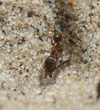 Myreløvelarve har fanget en myre! Melby overdrev, Nordsjælland d. 16 maj 2009. Fotograf: Lars Andersen