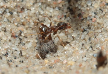 Myreløvelarven har vendt myren efter fangsten! Melby overdrev, Nordsjælland d. 16 maj 2009. Fotograf: Lars Andersen