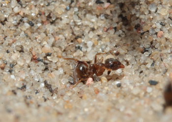Myreløvelarven trækker sit bytte ned i sandet, senere vil der ligge lidt tomme skaller tilbage af myren! Melby overdrev, Nordsjælland d. 16 maj 2009. Fotograf: Lars Andersen