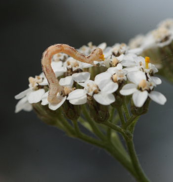 Dvrgmler, Eupithecia centaureata larve p Rllike p Melby Overdrev d. 12 september 2009. Fotograf: Lars Andersen