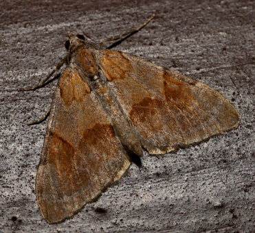 Theria firmata. Liseleje d. 14 september 2009. Fotograf: Lars Andersen