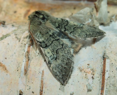 Gulhornet Uldspinder, (Achlya flavicornis). Melby Overdrev d. 29 marts 2009. Leg.; Erik Steen Larsen. Fotograf: Lars Andersen