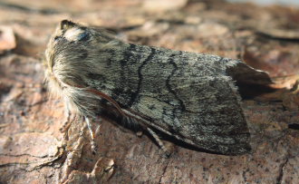 Gulhornet Uldspinder, (Achlya flavicornis). Melby Overdrev d. 29 marts 2009. Leg.; Erik Steen Larsen. Fotograf: Lars Andersen