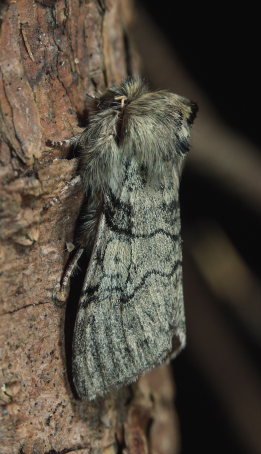 Gulhornet Uldspinder, (Achlya flavicornis). Melby Overdrev d. 29 marts 2009. Leg.; Erik Steen Larsen. Fotograf: Lars Andersen