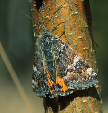 Birkedagmler, (Archiearis parthenias). Asserbo Plantage, Nordsjlland d. 11 April 2009. Fotograf: Lars Andersen