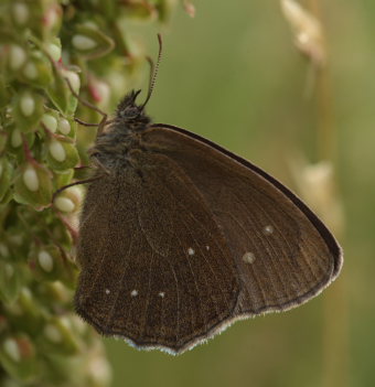 Enggrsrandje, Aphantopus hyperantus ab.; caeca, Pyrolysegrunden, det nordlige Amager ved Prvestenen d. 13 Juli 2009. Fotograf; Lars Andersen