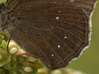 Enggrsrandje, Aphantopus hyperantus ab.; caeca, Pyrolysegrunden, det nordlige Amager ved Prvestenen d. 13 Juli 2009. Fotograf; Lars Andersen