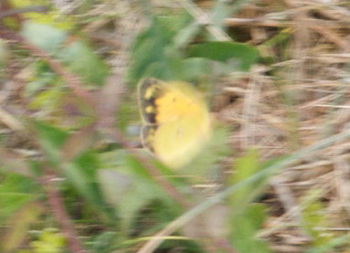 Orange Hsommerfugl, Colias croceus hun. Brunddragene, Hyldekrog, Lolland d. 26/5 2009. Fotograf: Tubas Lkkegaard