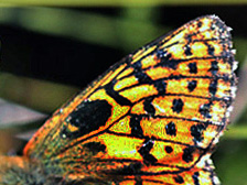 Moseperlemorsommerfugl, Boloria aquilonaris han aberration. Asp Hede, Rold Skov. d. 25 juni 2009. Fotograf: Klaus Jensen