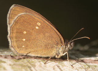 Enggrsrandje, Aphantopus hyperantus ab.: arete, Pinseskoven, Amager d. 14 Juli 2009. Fotograf; Lars Andersen