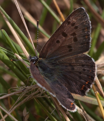 Sort Ildfugl, Lycaena tityrus han. Gedesby. Falster d. 17 juli 2009. Fotograf: Lars Andersen 