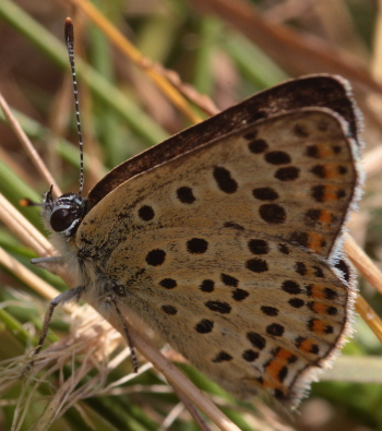 Sort Ildfugl, Lycaena tityrus han. Gedesby. Falster d. 17 juli 2009. Fotograf: Lars Andersen 