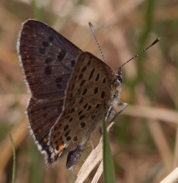 Sort Ildfugl, Lycaena tityrus han. Gedesby. Falster d. 17 juli 2009. Fotograf: Lars Andersen 