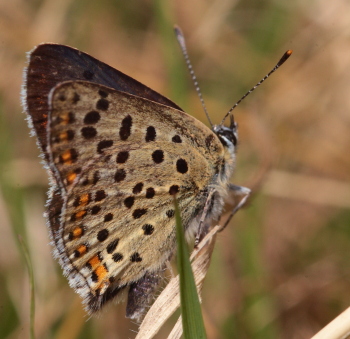 Sort Ildfugl, Lycaena tityrus han. Gedesby. Falster d. 17 juli 2009. Fotograf: Lars Andersen 