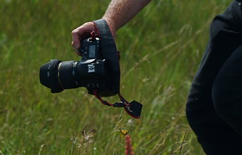 Lars Andersens kamera i krig med Orange hsommerfugl, Colias croceus han. Stevns, Sydsjlland, Danmark 6 august 2009. Fotograf: Troells Melgaard