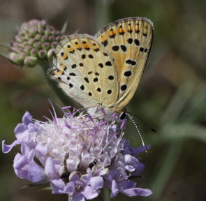 Sort ildfugl, Lycaena tityrus. Diget, Bt plantage, Falster d. 27 Juli 2009. Fotograf: Henrik S. Larsen