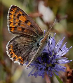 Sort ildfugl, Lycaena tityrus. Diget, Bt plantage, Falster d. 27 Juli 2009. Fotograf: Henrik S. Larsen