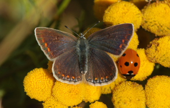 Almindelig blåfugl, Polyommatus icarus. Pyrolysegrunden, Raffinaderivej, Amager d. 1 August 2009. Fotograf: Lars Andersen