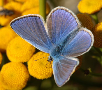 Almindelig blåfugl, Polyommatus icarus. Pyrolysegrunden, Raffinaderivej, Amager d. 1 August 2009. Fotograf: Lars Andersen