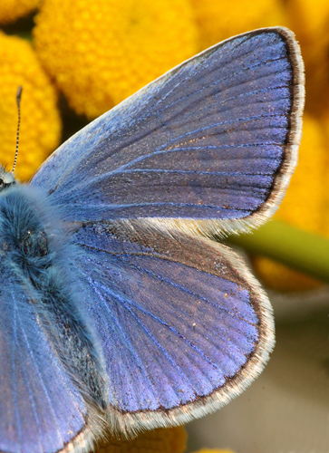 Almindelig Blåfugl, Polyommatus icarus. Pyrolysegrunden, Raffinaderivej, Amager d. 1 August 2009. Fotograf: Lars Andersen