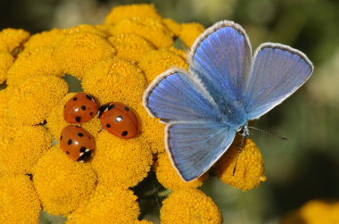 Almindelig blåfugl, Polyommatus icarus. Pyrolysegrunden, Raffinaderivej, Amager d. 1 August 2009. Fotograf: Lars Andersen