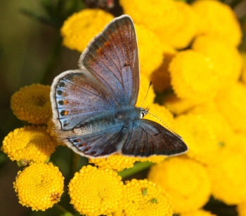 Almindelig blåfugl, Polyommatus icarus. Pyrolysegrunden, Raffinaderivej, Amager d. 1 August 2009. Fotograf: Lars Andersen