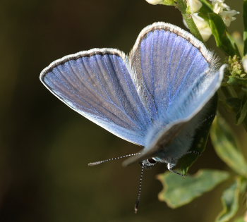 Almindelig blåfugl, Polyommatus icarus. Pyrolysegrunden, Raffinaderivej, Amager d. 1 August 2009. Fotograf: Lars Andersen