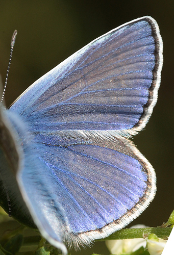 Almindelig Blåfugl, Polyommatus icarus. Pyrolysegrunden, Raffinaderivej, Amager d. 1 August 2009. Fotograf: Lars Andersen