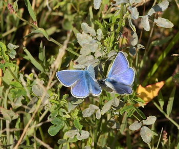 Almindelig blåfugl, Polyommatus icarus. Pyrolysegrunden, Raffinaderivej, Amager d. 1 August 2009. Fotograf: Lars Andersen