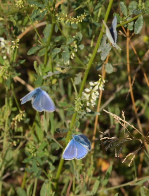 Almindelig blåfugl, Polyommatus icarus. Pyrolysegrunden, Raffinaderivej, Amager d. 1 August 2009. Fotograf: Lars Andersen