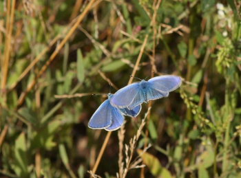 Almindelig blåfugl, Polyommatus icarus. Pyrolysegrunden, Raffinaderivej, Amager d. 1 August 2009. Fotograf: Lars Andersen