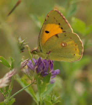 Orange hsommerfugl, Colias croceus han. Stevns, Sydsjlland, Danmark 2 august 2009. Fotograf: Lars Andersen