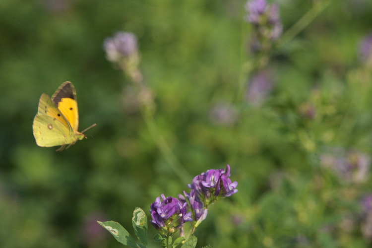 Orange hsommerfugl, Colias croceus han. Stevns, Sydsjlland, Danmark 2 august 2009. Fotograf: Lars Andersen