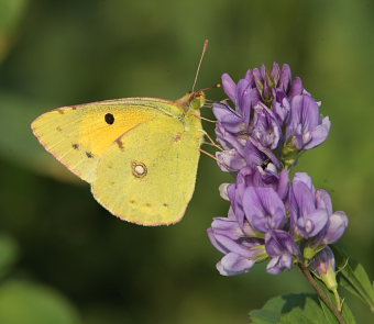 Orange hsommerfugl, Colias croceus han. Stevns, Sydsjlland, Danmark 2 august 2009. Fotograf: Lars Andersen