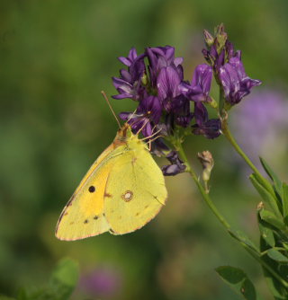 Orange hsommerfugl, Colias croceus han. Stevns, Sydsjlland, Danmark 2 august 2009. Fotograf: Lars Andersen