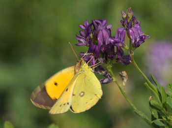 Orange hsommerfugl, Colias croceus han. Stevns, Sydsjlland, Danmark 2 august 2009. Fotograf: Lars Andersen